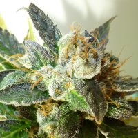 Bubble  Crack  Regular  Cannabis  Seeds