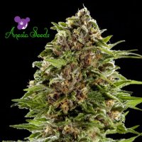 Bubblegum  Auto  Flowering  Cannabis  Seeds
