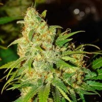 Bubblelicious  Auto  Flowering  Cannabis  Seeds