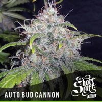 Bud  Cannon  Auto  Flowering  Cannabis  Seeds 0