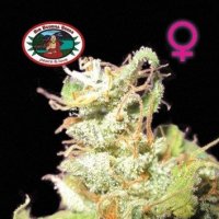 Buddha  Haze  Feminised  Cannabis  Seeds 0