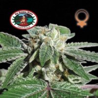 Buddha  Kush  O G  Feminised  Cannabis  Seeds 0
