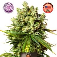 Burmese  Kush  Feminised  Cannabis  Seeds