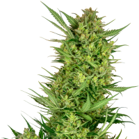 Buttercream  Gelato  Feminised  Cannabis  Seeds 0