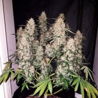 C B D  Auto  Feminised  Cannabis  Seeds