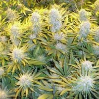 C B D  Critical  Mass  Feminised  Cannabis  Seeds