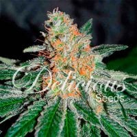 C B D  Jam  Feminised  Cannabis  Seeds 0