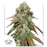 C B D  Mazar  Feminised  Cannabis  Seeds 0