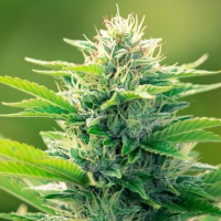 C B D  Oil  Maker  Feminised  Cannabis  Seeds