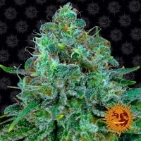 Critical Kush Feminised Seeds