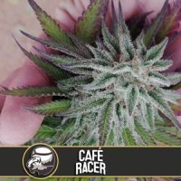 Cafe  Racer  Feminised  Cannabis  Seeds