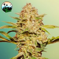 Cali  Glue  Auto  Flowering  Cannabis  Seeds 0