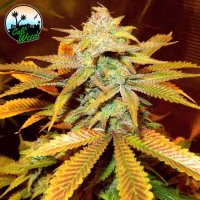 Cali  Glue  Feminised  Cannabis  Seeds 0