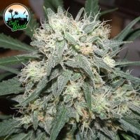 Cali  Killer  Feminised  Cannabis  Seeds