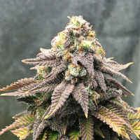 Cali  Mango  Mass  Feminised  Cannabis  Seeds 0