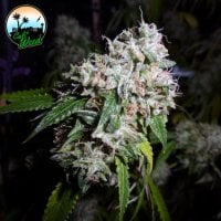 California  Headband  Feminised  Cannabis  Seeds