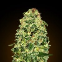 California  Kush  Auto  Flowering  Cannabis  Seeds 0