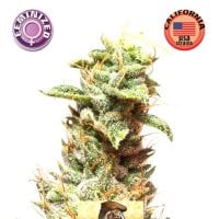 California  Nugget  Feminised  Cannabis  Seeds 0