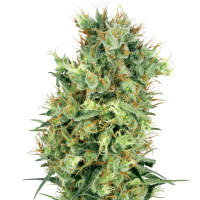 California  Orange  Bud  Regular  Cannabis  Seeds 0