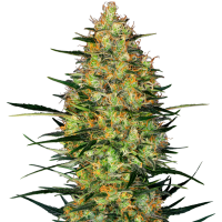 Caramellow  Kush  Auto  Flowering  Cannabis  Seeds