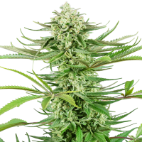 Cashew  Kush  Feminised  Cannabis  Seeds