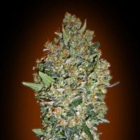 Cheese Berry  Feminised  Cannabis  Seeds