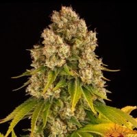 Cheese  Auto  Flowering  Cannabis  Seeds