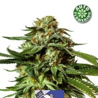 Cheese  Auto  Flowering  Cannabis  Seeds 1