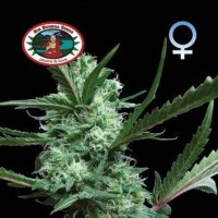 Cheese  Feminised  Cannabis  Seeds