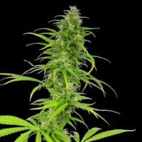 Cheese  Feminised  Cannabis  Seeds 0