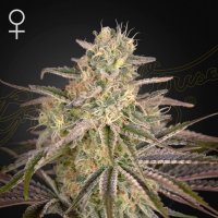 Cheese  Feminised  Cannabis  Seeds 1