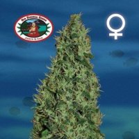 Cheesy  Dick  Feminised  Cannabis  Seeds 0