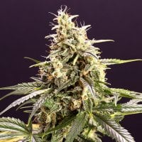 Chem  Bomb  Auto  Flowering  Cannabis  Seeds 0