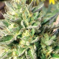 Chem  Dawg  Regular  Cannabis  Seeds 0