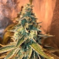 Chem  O G  Feminised  Cannabis  Seeds