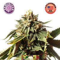 Cherry  Grapefruit  Feminised  Cannabis  Seeds 0