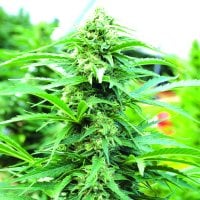 Cherry  O G  Regular  Cannabis  Seeds 0