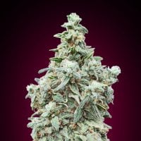 Cherry  Pie  Feminised  Cannabis  Seeds 1