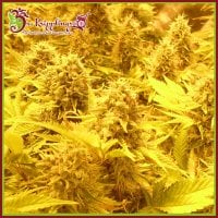 Choc Matic  Auto  Flowering  Cannabis  Seeds