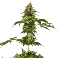 Cobalt  Haze  Feminised  Cannabis  Seeds