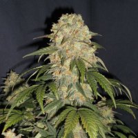 Cobra  Regular  Cannabis  Seeds