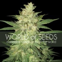 Coffee  Ryder  Feminised  Cannabis  Seeds 0