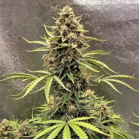 Cookie  Breath  Feminised  Cannabis  Seeds 0