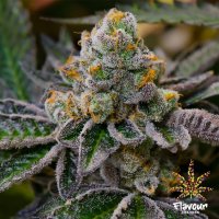 Cookie  Dough  Feminised  Cannabis  Seeds 0