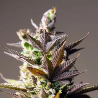 Cookie  Mint  Feminised  Cannabis  Seeds