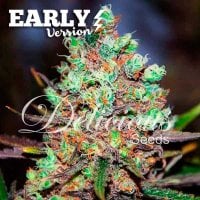 Cotton  Candy  Kush  Early  Version  Feminised  Cannabis  Seeds 0