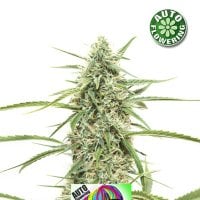 Crazy  Bud  Auto  Flowering  Cannabis  Seeds 0