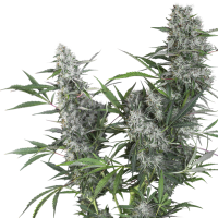 Creeper  Regular  Cannabis  Seeds