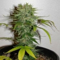 Cristal  Limit  Regular  Cannabis  Seeds 0