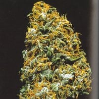 Cristal  Paradise  Regular  Cannabis  Seeds 0